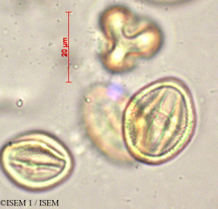 ISEM 1/Maerua_crassifolia_19847/Maerua_crassifolia_19847_0001(copy)_thumb.jpg